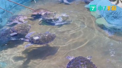 海龟在哪钓